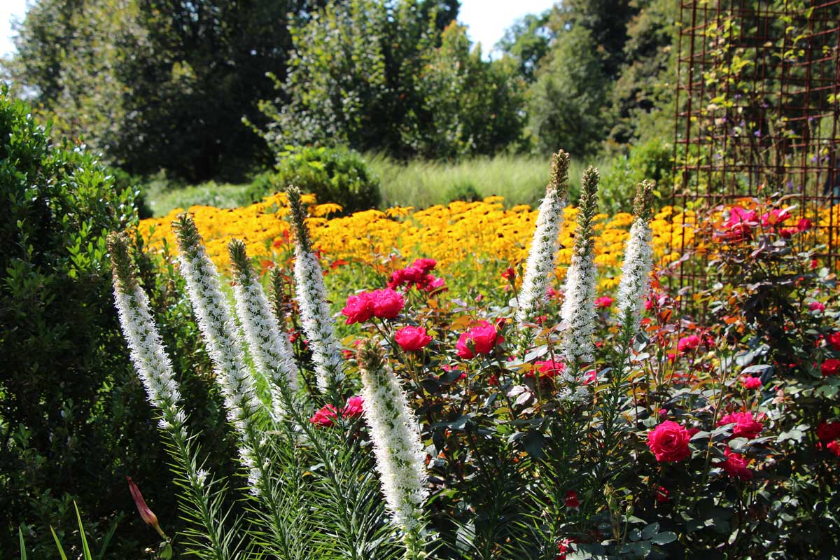 Poletni festival cvetov | Drugo Preveri | Radomlje | Dogodki | Slika #1