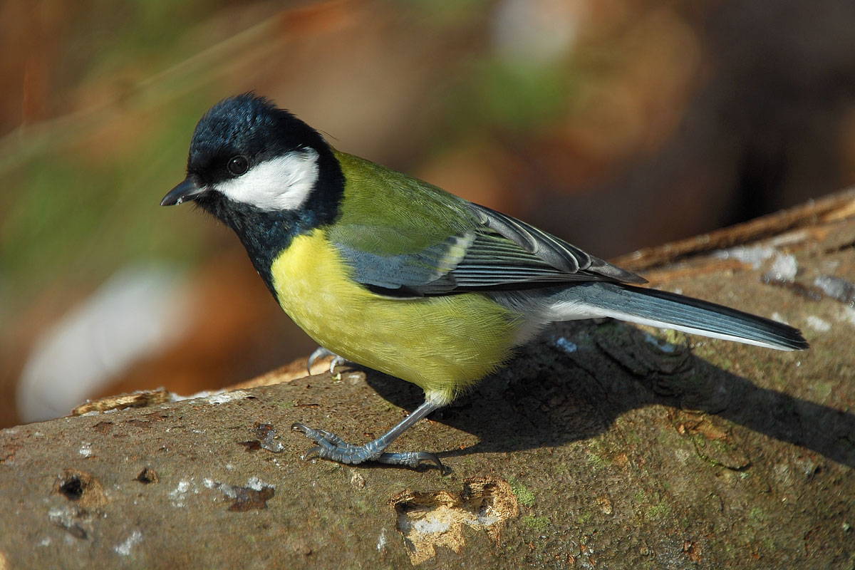 Ornitološki sprehod | Geführte Tour | Radomlje | Veranstaltungen | Foto #1