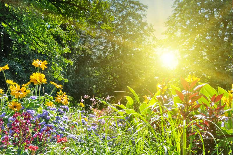 Čuječa fotografija: Ujeti trenutki Honig vrtnicami (Mesec vrtnic) | Workshop | Radomlje | Veranstaltungen | Foto #1
