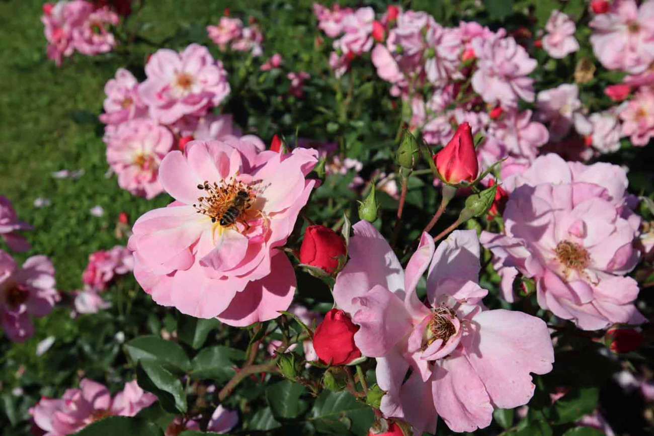 Poletna Pflege vrtnic | Workshop Preveri | Radomlje | Veranstaltungen | Foto #1