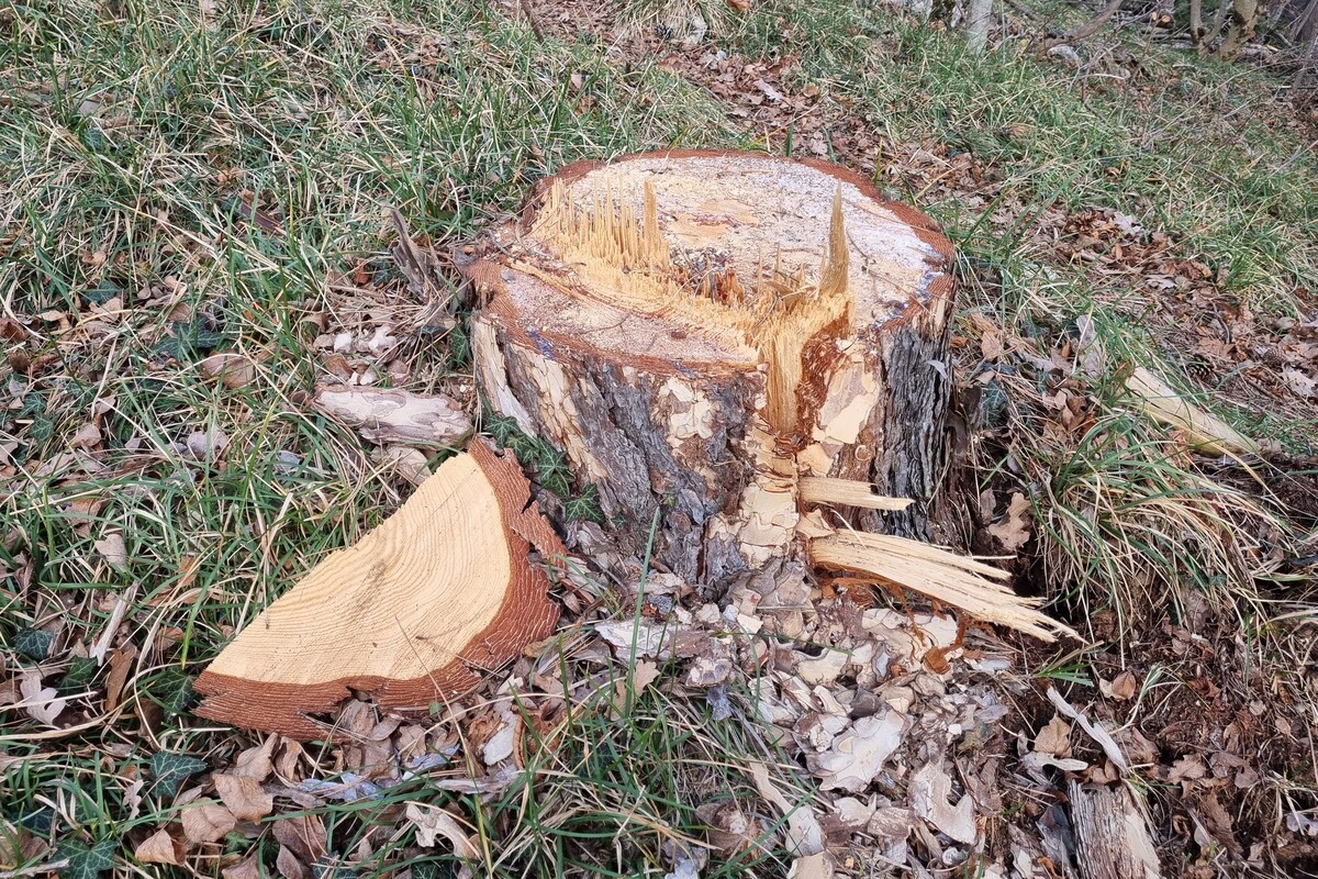 Naravno-kulturni sprehod Ta bor! | Gita | Sežana | Eventi | Foto #4