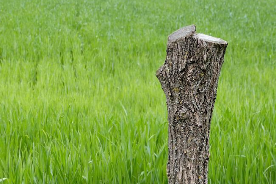 POSTAVLJANJE MLAJA NA KRIŽAN VRHU |  Vacanze |  Bistrica ob Sotli |  Eventi