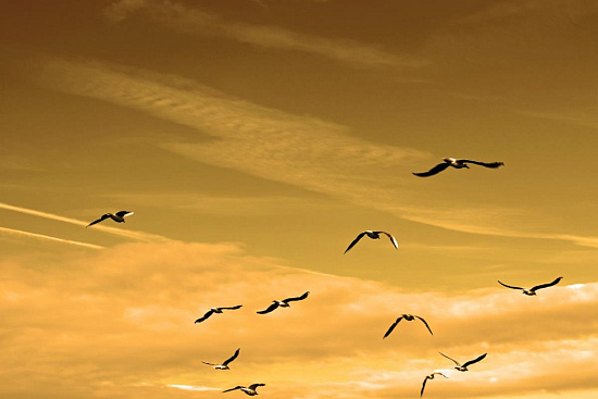 PRVO SV. OBHAJILO |  Mostra |  Avber |  Eventi