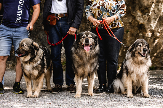 Dan kraškega ovčarja |  Sonstiges |  Štanjel |  Veranstaltungen