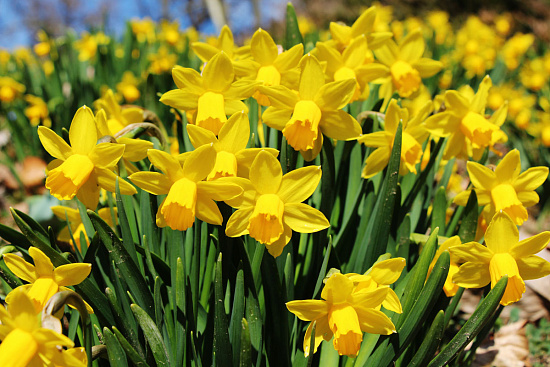 Mostra narcis |  Radomlje |  Eventi