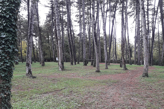 Pod borovci v Dutovljah |  Dutovlje |  Словения